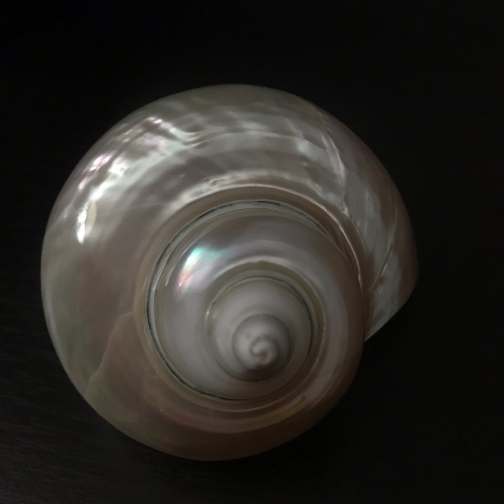 Jade Turbo Seashell - Picture 3 of 10